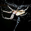 Enamel spider