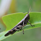 Giant Grasshopper
