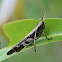 Giant Grasshopper