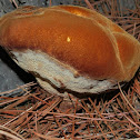 dyer's polypore