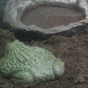 African Bullfrog