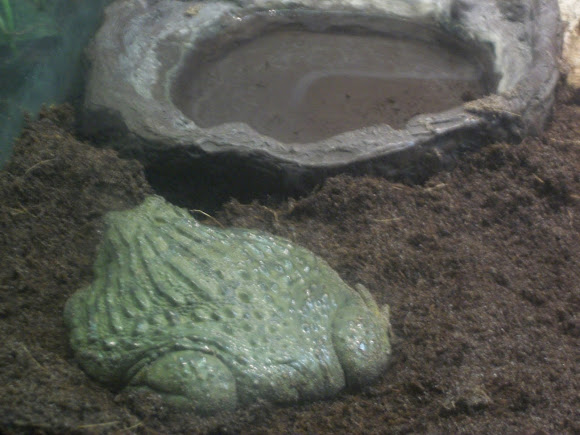 Spotting Image 1