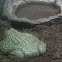 African Bullfrog