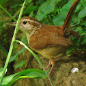 Carolina Wren