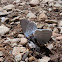 Spring Azure