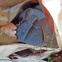 butterflie