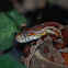 Corn Snake