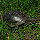 European pond turtle