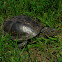 European pond turtle