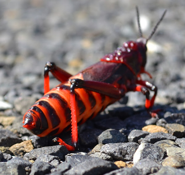 Koppie Foam Project Noah