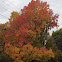 Sugar maple