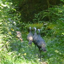 Biodiversity of Audubon Acres