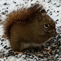 Squirrel