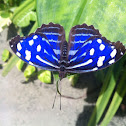 Banded Purple Wing