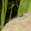 Damselfly