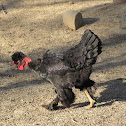 Pollo