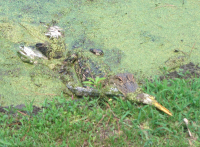 Alligator eating an Egret