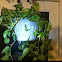 Pothos