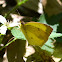 Salome Yellow