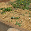 Mezfank's Edible garden
