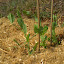 Greenfeast Peas (1)