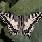 European swallowtail