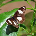 Danaid eggfly (male)