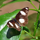 Danaid eggfly (male)