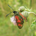 Six-spot Burnet