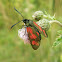 Six-spot Burnet