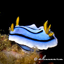 Loch's Chromodoris