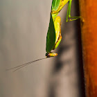 Leaf back praying mantis