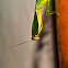 Leaf back praying mantis