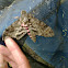 Moth