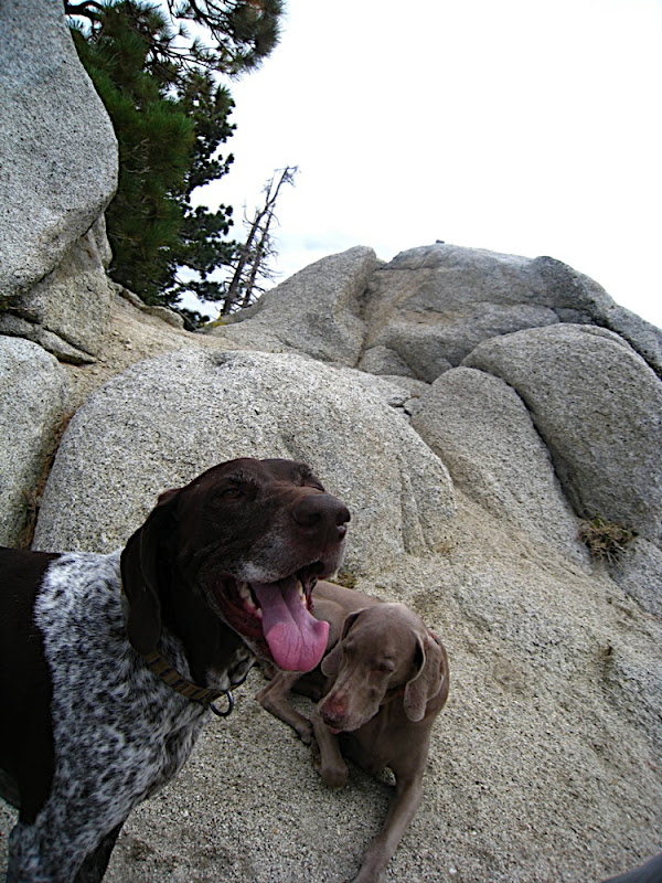 Dogs Dogs