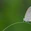Pale Grass Blue?