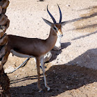 Springbok