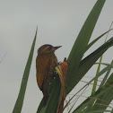 Little Woodpecker