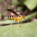 Wasp
