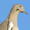 White-winged Dove