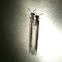 Antlion