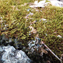 Moss