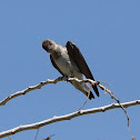 Northern Rough-winged Swallow