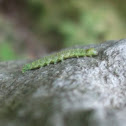Inchworm