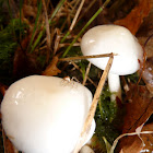 Ivory White Hygrophore