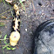 Banana slug