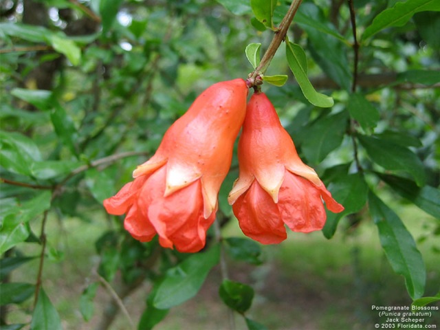 [PomegranateFlwrs800[2].jpg]