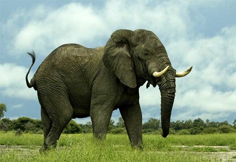 [african-elephant2[2].jpg]