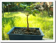 Mi Lapacho bonsai