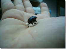 HPIM3815 escarabajo